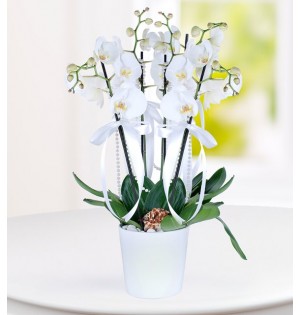 4 Dal Beyaz Phalaenopsis Orkide
